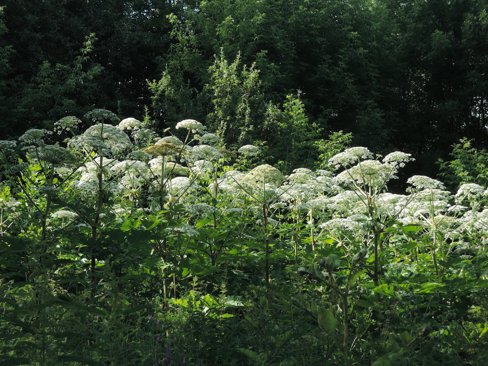 Заросли борщевика
